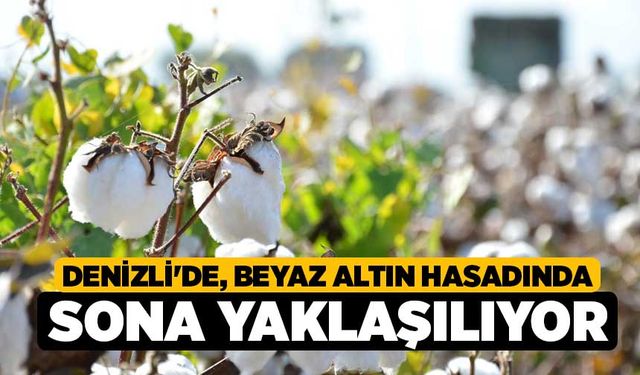 Denizli'de, Beyaz Altın Hasadında Sona Yaklaşılıyor