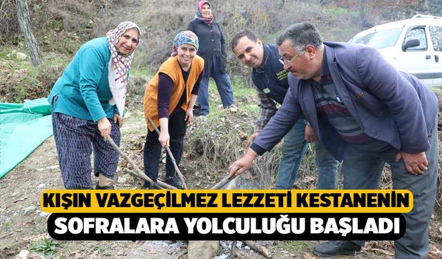 Kışın Vazgeçilmez Lezzeti Kestanenin Sofralara Yolculuğu Başladı