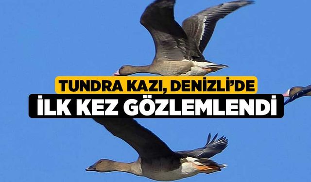 Tundra kazı, Denizli’de ilk kez gözlemlendi