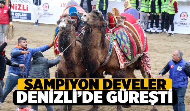 Geleneksel Türk Sporları Can Buldu: Denizli'de Heyecan Dolu Deve Güreşleri Yapıldı