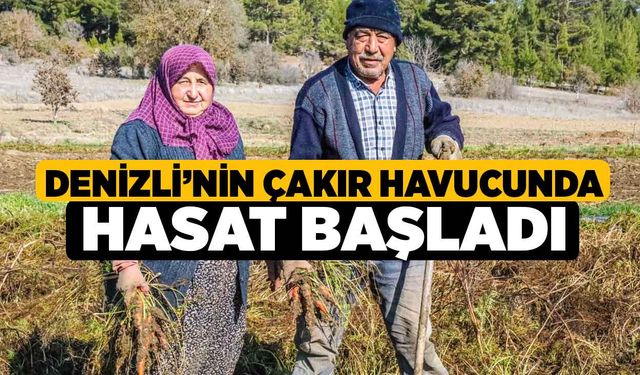 Denizli’nin Çakır havucunda hasat başladı