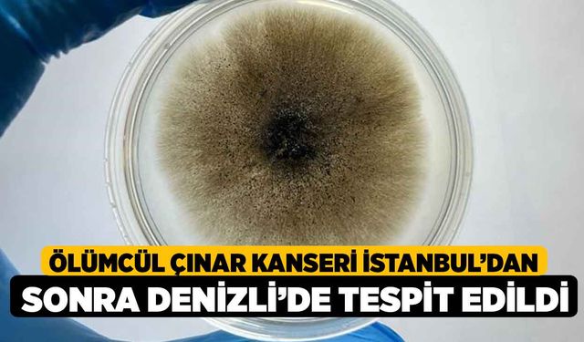 Ölümcül Çınar Kanseri İstanbul’dan Sonra Denizli’de Tespit Edildi