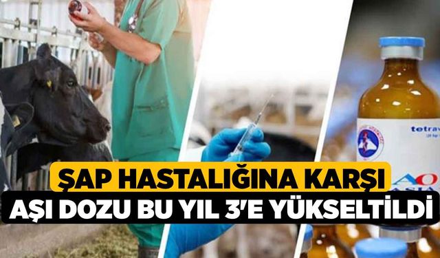 Şap Hastalığına Karşı Aşı Dozu Bu Yıl 3'e Yükseltildi