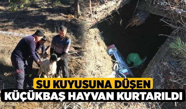 Su kuyusuna düşen küçükbaş hayvan kurtarıldı