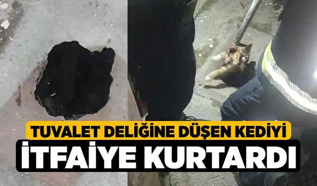 Tuvalet deliğine düşen kediyi itfaiye kurtardı