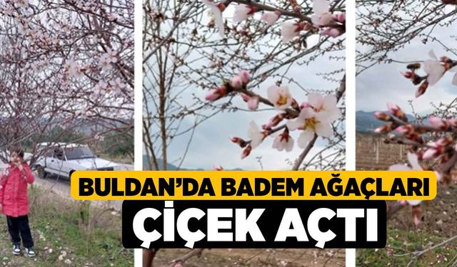 Buldan'da Badem Ağaçları Çiçek Açtı