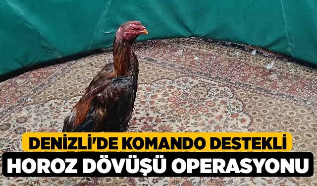 Denizli'de Komando Destekli Horoz Dövüşü Operasyonu