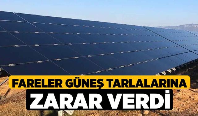 Fareler Güneş Tarlalarına Zarar Verdi