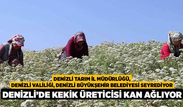 Denizli’de Kekik Üreticisi Kan Ağlıyor