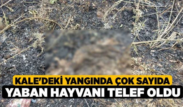 Kale'deki Yangında Çok Sayıda Yaban Hayvanı Telef Oldu