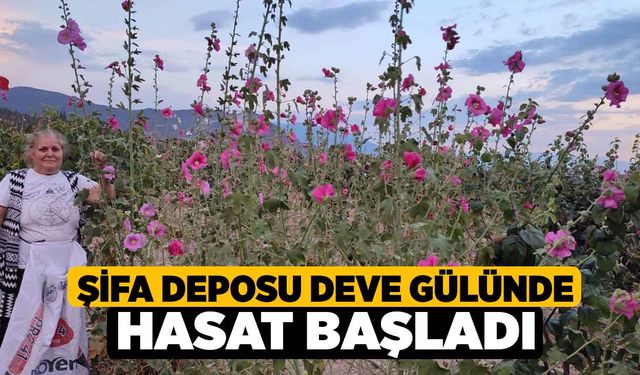 Şifa deposu deve gülünde hasat başladı