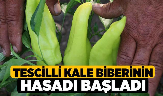 Tescilli Kale Biberinin hasadı başladı