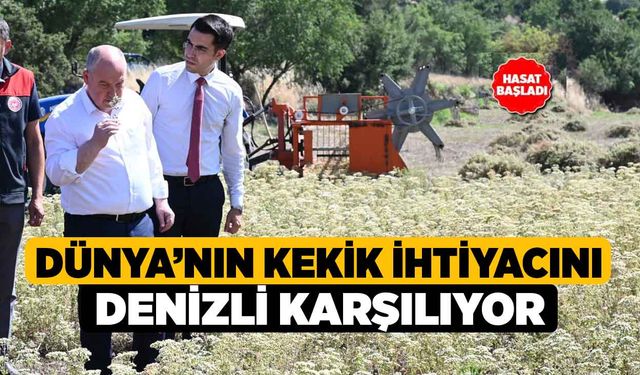 Türkiye'nin Kekik İhtiyacını Denizli Karşılıyor, Hasat Başladı