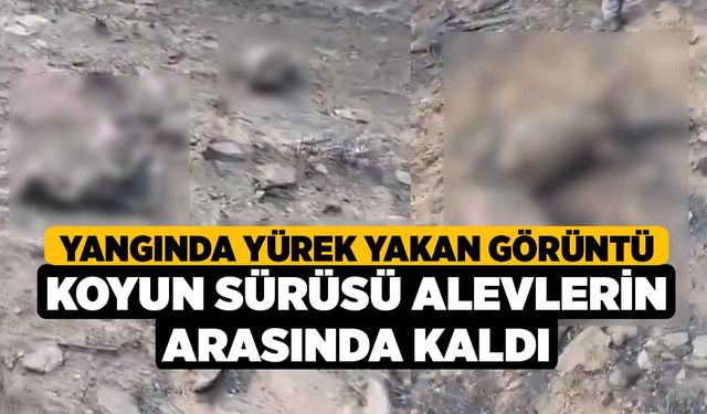 Yangında yürek yakan görüntü: Koyun sürüsü alevlerin arasında kaldı