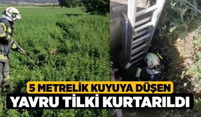 5 metrelik kuyuya düşen yavru tilki kurtarıldı