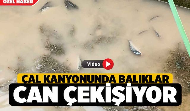 Denizli'de Balıklar Susuzluktan Can Çekişiyor