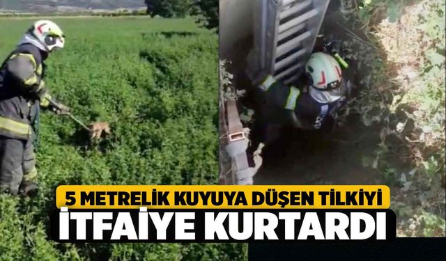 5 Metrelik Kuyudaki Yavru Tilki Yoğun Çabayla Kurtarıldı