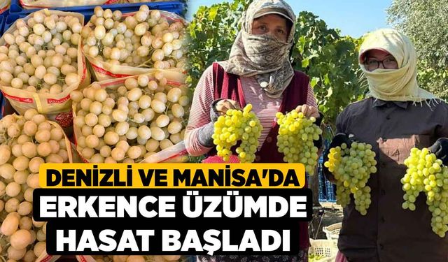 Denizli ve Manisa'da Erkence Üzümde Hasat Başladı