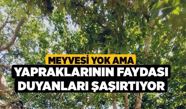 Meyvesi yok ama yapraklarının faydası duyanları şaşırtıyor