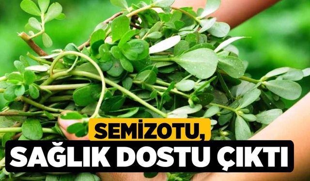 Semizotu, Sağlık Dostu Çıktı