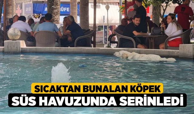 Sıcaktan bunalan köpek süs havuzunda serinledi