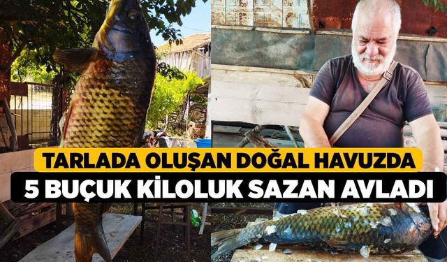 Tarlada oluşan doğal havuzda 5 buçuk kiloluk sazan avladı