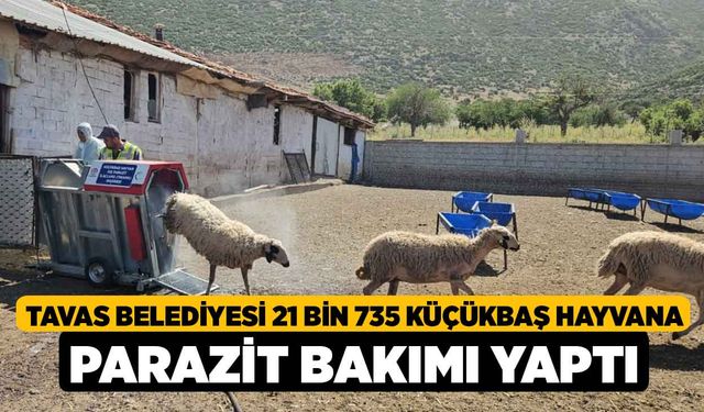 Tavas Belediyesi 21 bin 735 küçükbaş hayvana parazit bakımı yaptı