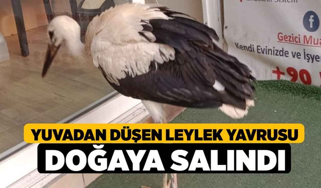 Yuvadan düşen leylek yavrusu doğaya salındı