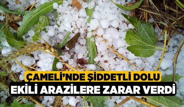 Çameli’nde şiddetli dolu ekili arazilere zarar verdi