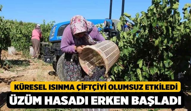 Denizli'de Sıcaklıktan Dolayı Üzüm Hasadı Erken Başladı