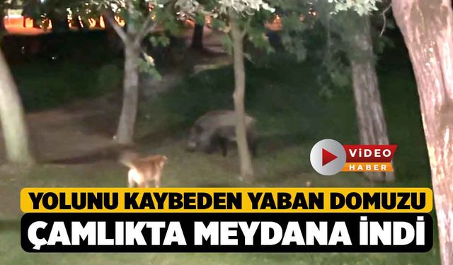 Yolunu Kaybeden Yaban Domuzu Çamlık'ta Halkın Arasına İndi