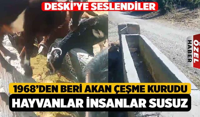 Kale'de 1968'den Beri Akan Çeşme Kurudu, Hayvanlar İnsanlar Susuz