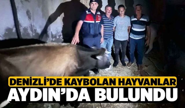 Denizli'de Kaybolan 8 Büyükbaş Hayvan Aydın'da Bulundu