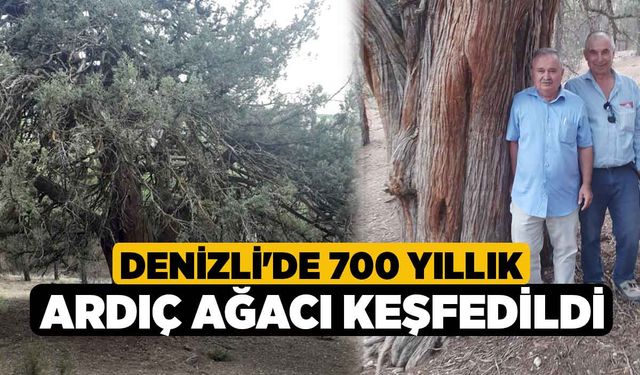 Denizli'de 700 yıllık ardıç ağacı keşfedildi