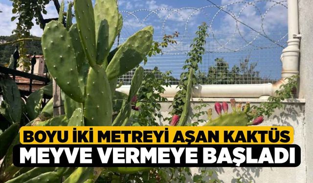 Denizli'de Boyu İki Metreyi Aşan Kaktüs Meyve Vermeye Başladı