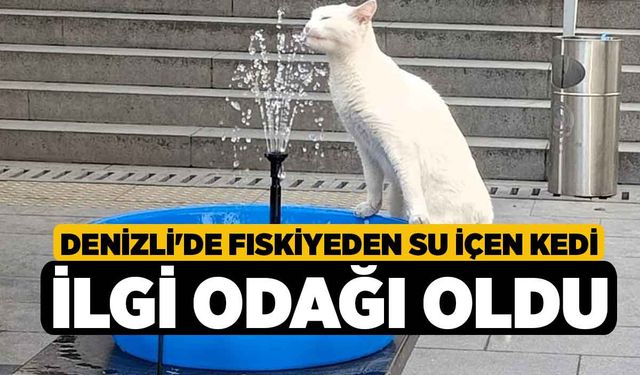 Denizli'de Fıskiyeden Su İçen Kedi İlgi Odağı Oldu