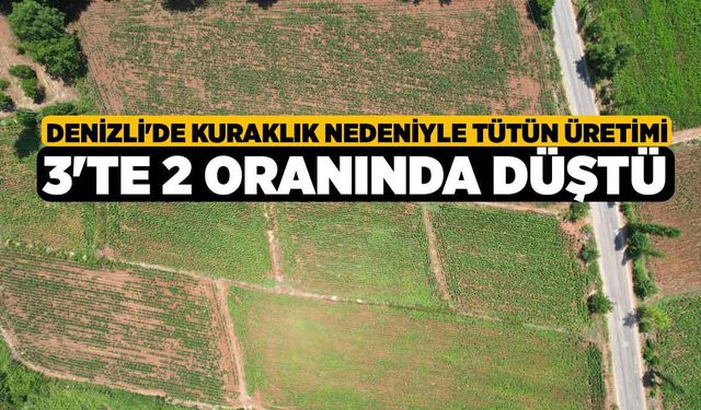 Denizli'de kuraklık nedeniyle tütün üretimi 3'te 2 oranında düştü