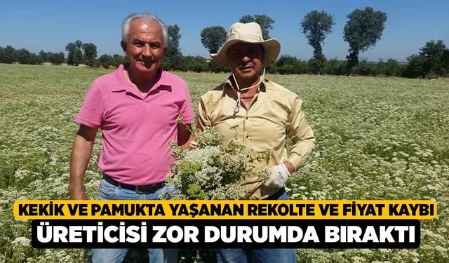 Kekik ve pamukta yaşanan rekolte ve fiyat kaybı üreticisi zor durumda bıraktı