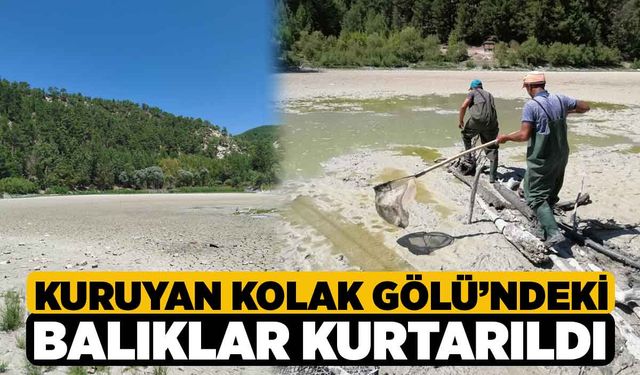 Kuruyan Kolak Gölü'ndeki Balıklar Kurtarıldı