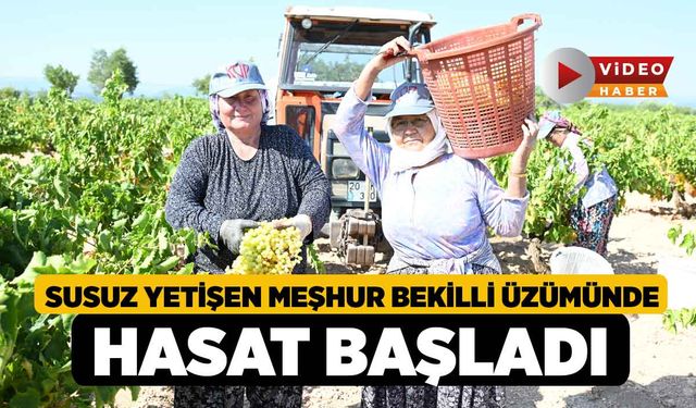 Susuz yetişen meşhur Bekilli üzümünde hasat başladı