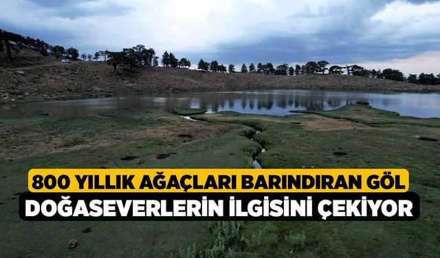 800 yıllık ağaçları barındıran göl doğaseverlerin ilgisini çekiyor