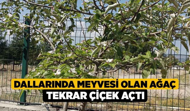 Dallarında Meyvesi Olan Ağaç Tekrar Çiçek Açtı