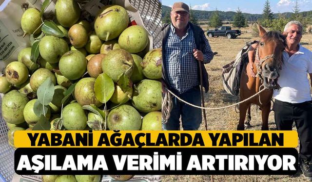 Yabani ağaçlarda yapılan aşılama meyve verimini artırdı