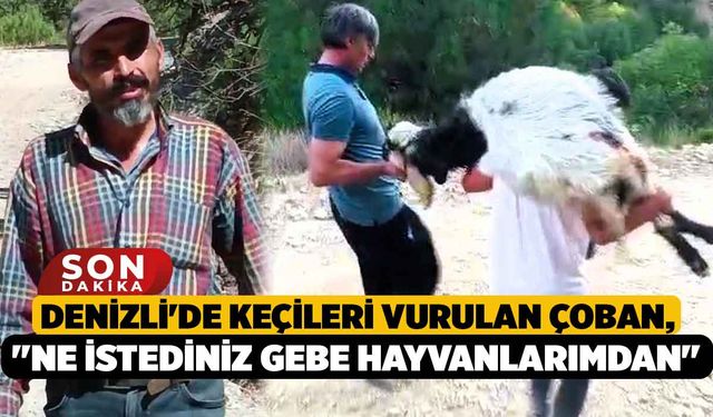 Denizli'de Keçileri Vurulan Çoban, "Ne istediniz gebe hayvanlarımdan"