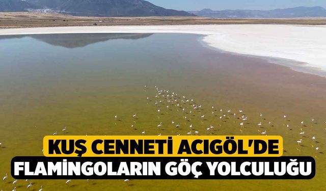 Kuş cenneti Acıgöl'de flamingoların göç yolculuğu