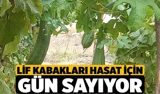 Lif kabakları hasat için gün sayıyor