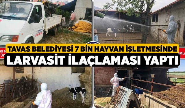 Tavas Belediyesi 7 bin hayvan işletmesinde larvasit ilaçlaması yaptı