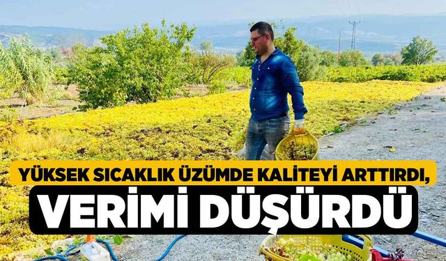 Yüksek sıcaklık üzümde kaliteyi arttırdı, verimi düşürdü