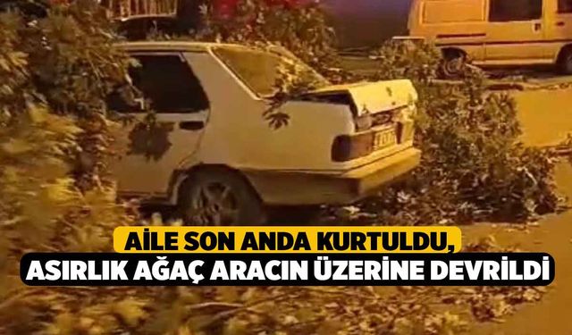 Aile Son Anda Kurtuldu, Asırlık Ağaç Aracın Üzerine Devrildi