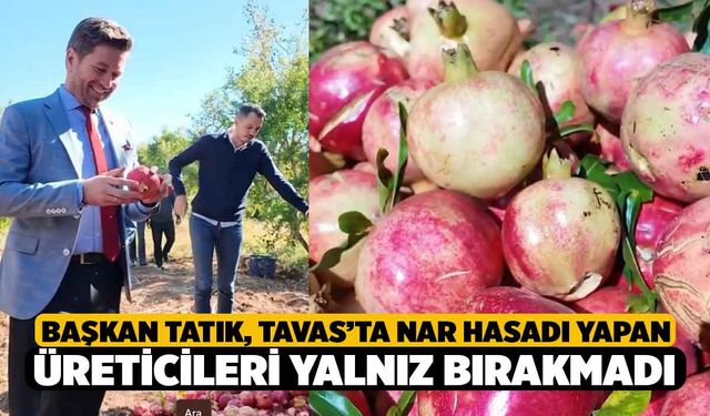 Başkan Tatık, Tavas’ta nar hasadı yapan üreticileri yalnız bırakmadı